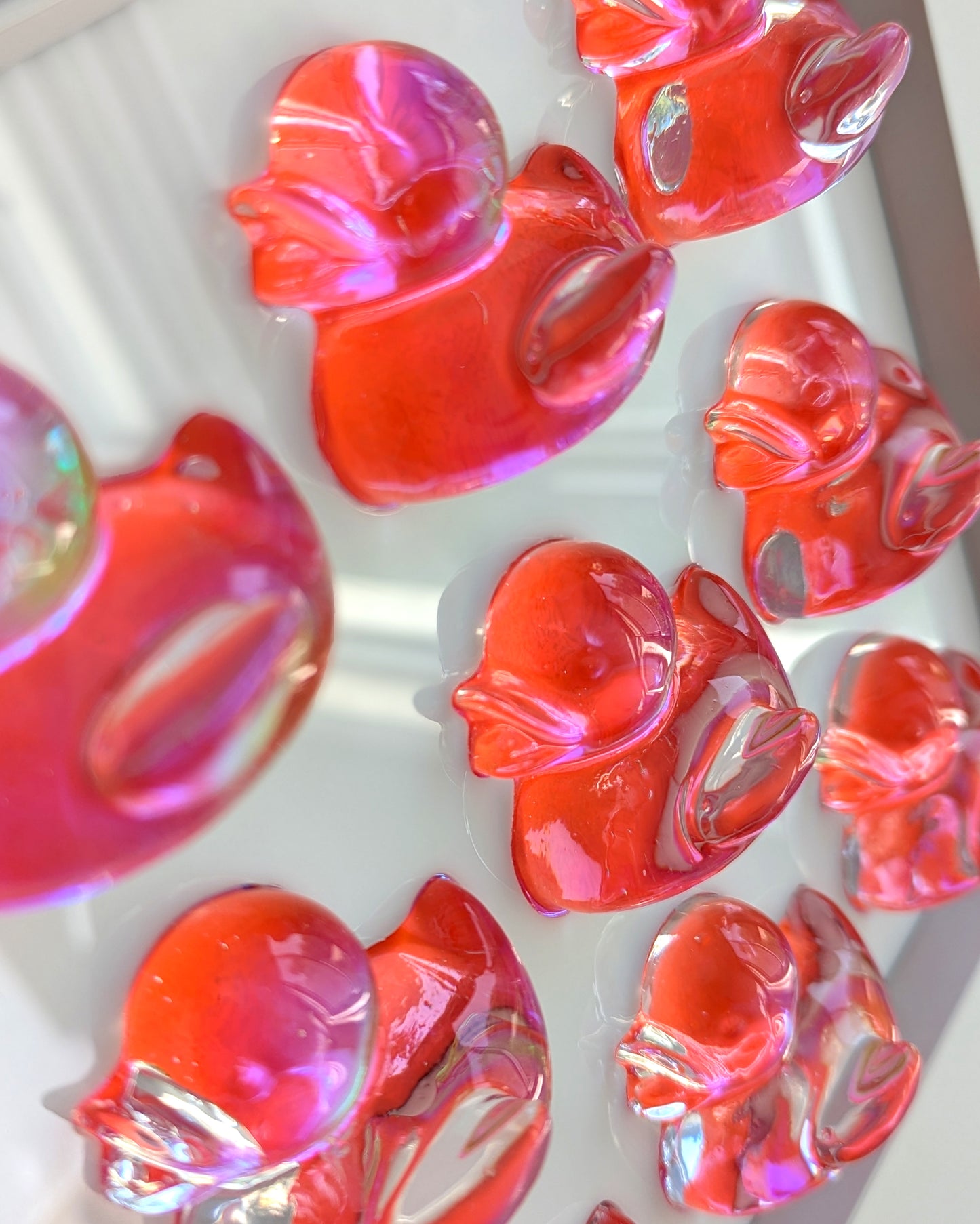 להקת ברווזים ורודים