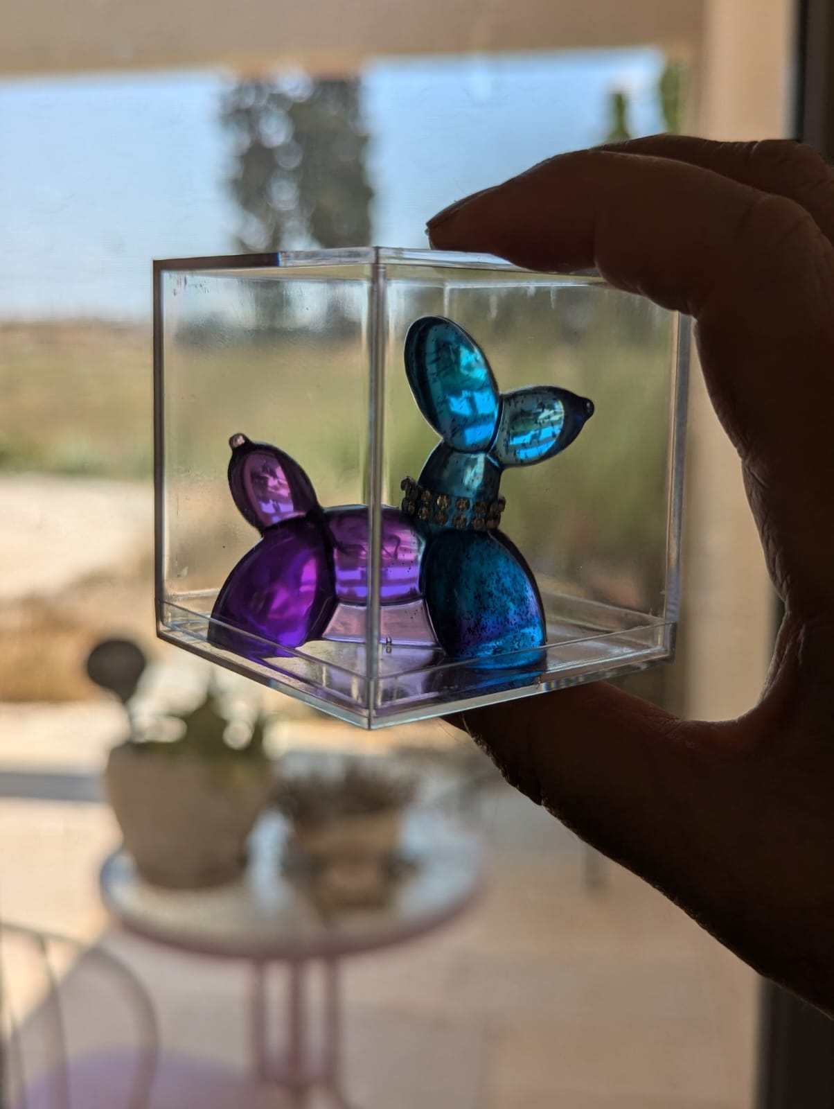כלבי בלון מיניאטורים