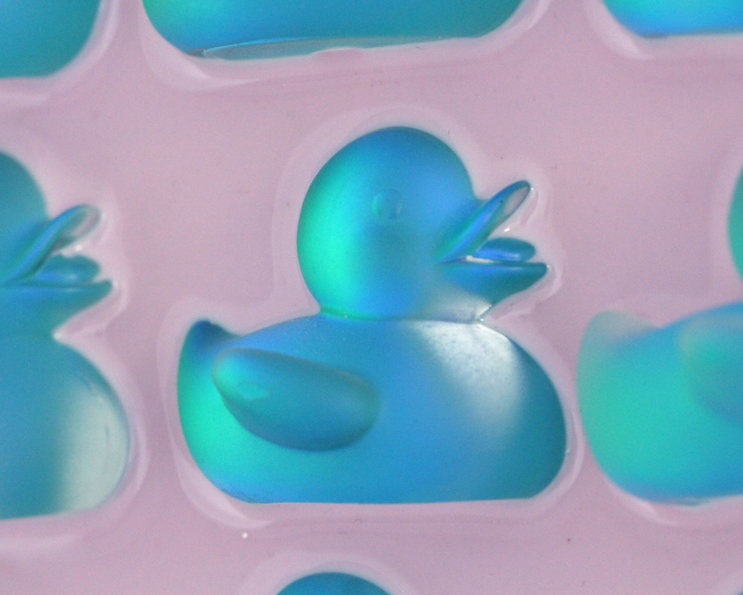 Mesmerizing Blue Ducks